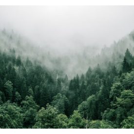 H-04810 "Portland" Cascade SMaSH IPA